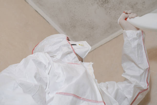 Best Attic Mold Removal  in Del Norte, CO
