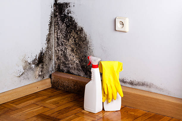 Best Mold Remediation  in Del Norte, CO