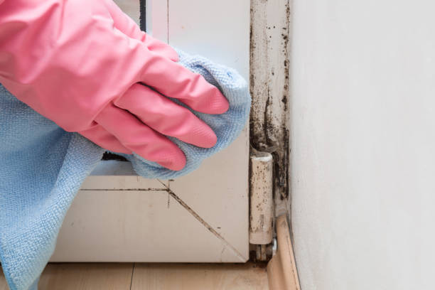 Best Toxic Mold Removal  in Del Norte, CO